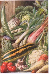 Trädgårdsgrönsaker, illustration från 