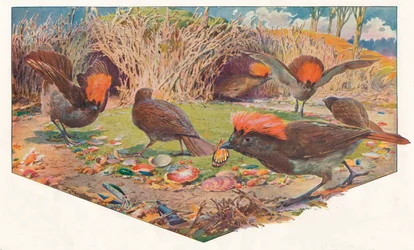 Trädgårdsmästare Bower Birds, 1911, 1911