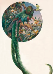 ”Långstjärtade trogoner”, ca 1910, 1911