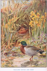 Gräsand och bo, illustration från 