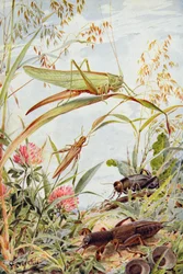 Musikaliska insekter, illustration från "Stories of Insect Life" av William J. Claxton