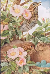 Song Thrushes with Nest, illustration från 