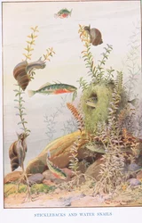 Sticklebacks och vattensniglar, illustration från 