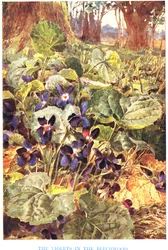 Violer i bokskogen, illustration från 