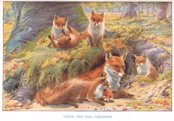 Vixen och hennes barn, illustration från 