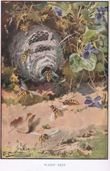 Getingbo, illustration från 