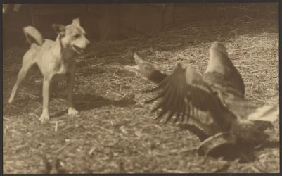 [Angry Bird and Dog]