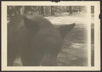 [Vänlig björn vid campingplatsen]