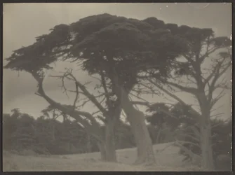 [Landskap med cypresser]