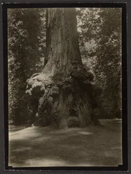 [Redwood, Big Basin]