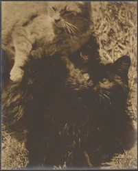 [Två katter]