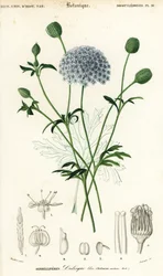 Blå spetsblomma, Trachymene coerulea. ,1849 (gravyr)