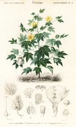 Bomullsväxt, Gossypium barbadense., 1849 (gravyr)