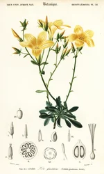 Lin, Linum campanulatum., 1849 (gravyr)