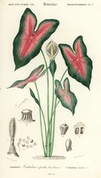 Jesu hjärta, Caladium bicolor. ,1849 (gravyr)