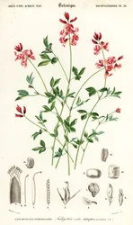 Indigoväxt, Indigofera liggande. ,1849 (gravyr)