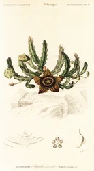 Stjärnblomma, Orbea variegata., 1849 (gravyr)
