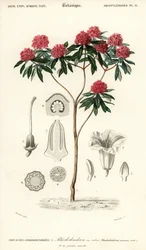 Trädrododendron, Rhododendron arboreum. ,1849 (gravyr)