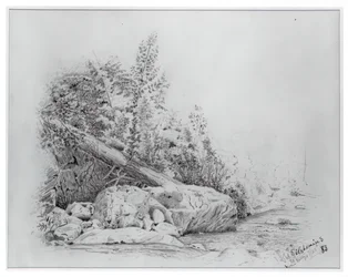 Fallen Tree, Keene Valley, 25 juli 1883.