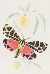 Arctia Jungfrun, 1862
