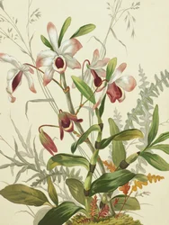 Blommor