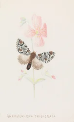 Grammophora Trisignata, 1862..
