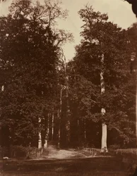 Skogen vid Saint-Cloud,1859-1860 (foto)