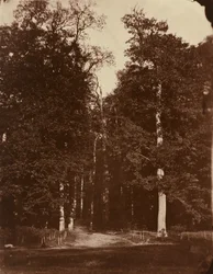 Skog vid Saint-Cloud