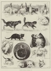 Professor Fredericks Performing Cats