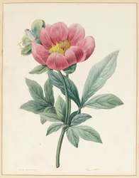 Paeonia Mascula, örtartad, 1826