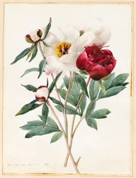 Red and White Herbaceous Paeonies, 1829 (wc med lite kroppsfärg på veläng)