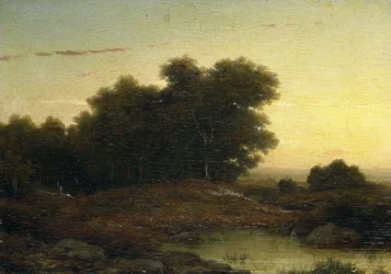 Utsikt i skogen vid solnedgången