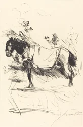 Reitpferd (rid-häst)
