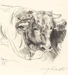 Stierkopf (Head of a Steer)
