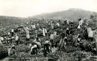 Plockar te, lantgård, Ceylon, ca 1900-1930 (s/v foto)