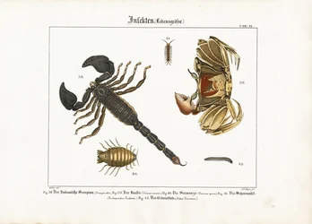 Leddjur: Skorpion, krabba och andra leddjur