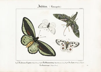 Fjärilar och oleanderhökspinnare