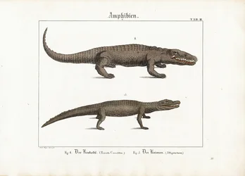 Krokodil och kajman