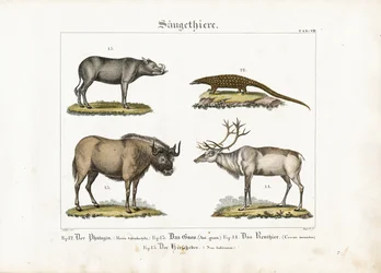 Exotiska däggdjur: pangolin, gnu, ren och babirusa