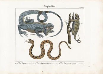 Leguan, kameleont och skallerorm