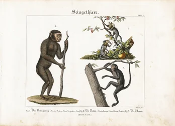 Primater: Orangutang, vanlig marmoset och spindelapa