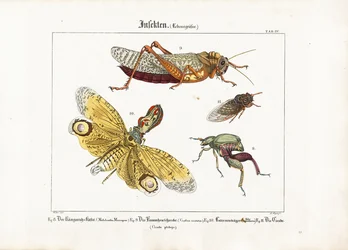 Olika insekter i naturlig storlek