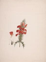 Acanthus Sennii Chiov. : färdig ritning med tillagda detaljer