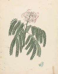 Albizia gummifera (J.F.Gmel.) C.A. Sm. (Gummy Albizia Tree): färdig teckning med mindre variationer i blommande huvud