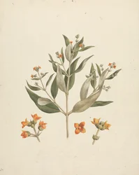 Avicennia marina (Forssk.) Vierh. (White Mangrove): färdig teckning av blommande skott med detaljer om blommor