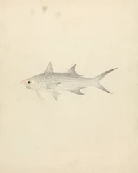 Binney: nummer ett (en fisk)
