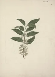 Berättelse Edulis Forsk. (Khat): Färdig ritning
