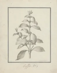 Coffea arabica L. (Arabica Coffee): färdig teckning av lövskott och bär