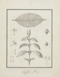 Coffea arabica L. (Arabica Coffee): färdig teckning av lummiga skott, med detaljer om blommor, blad och frukter