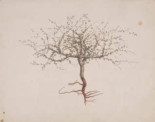 Commiphora gileadensis (L.) C. Chr. (Balm of Gilead, Opobalsam): färdig ritning om trädets vana (med rötter)